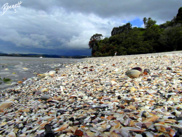 cockle-bay