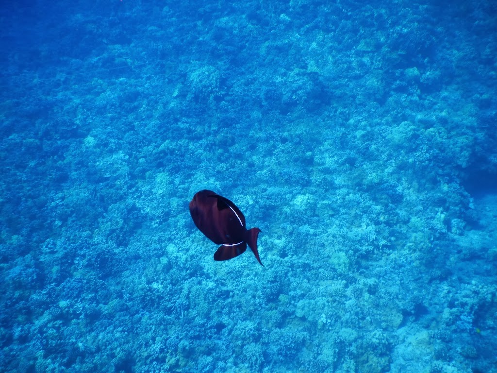 snorkel trip maui