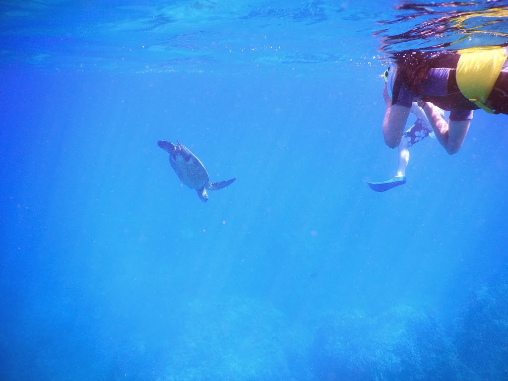 sea turtle in maui