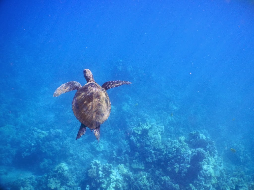 best day trip maui