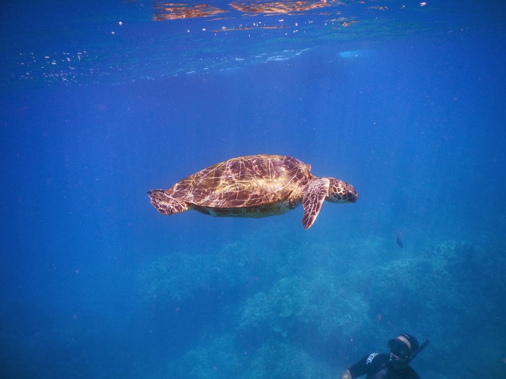 sea turtle in maui