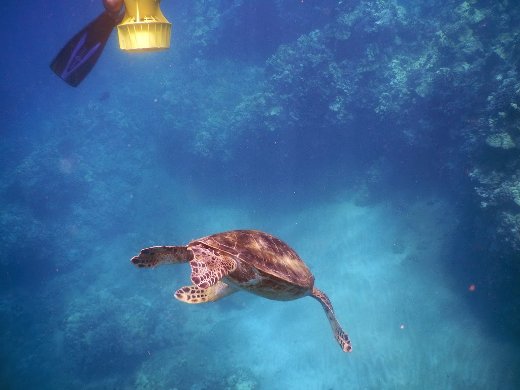 sea turtle in maui