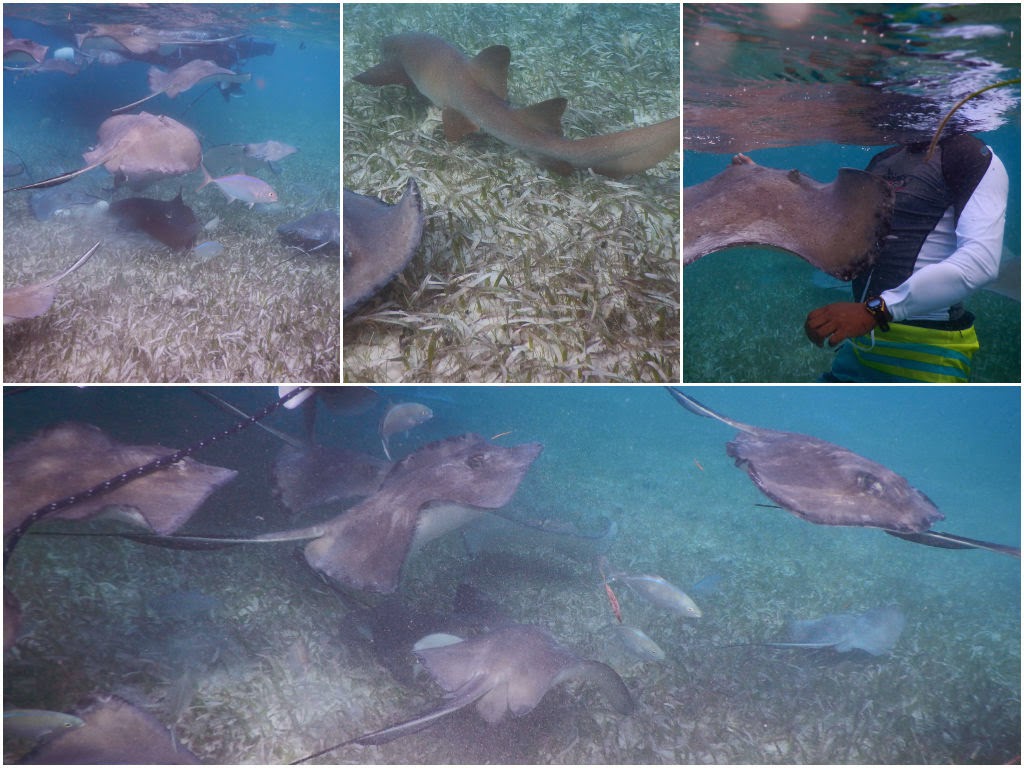 snorkeling san pedro belize