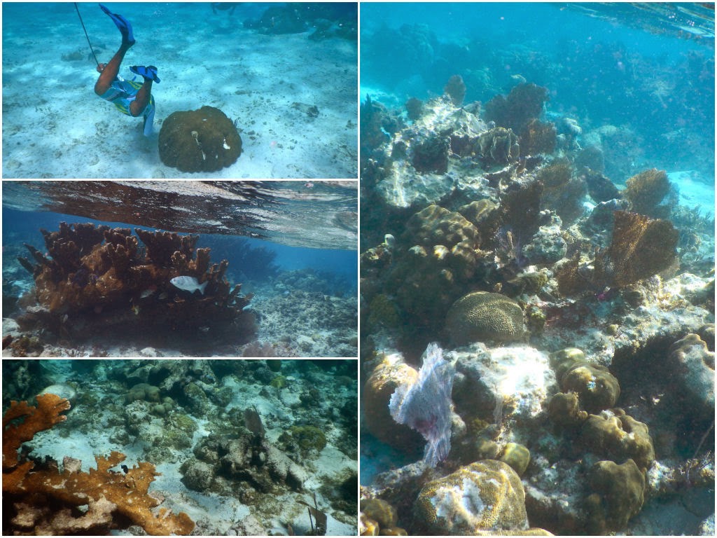 snorkeling san pedro belize