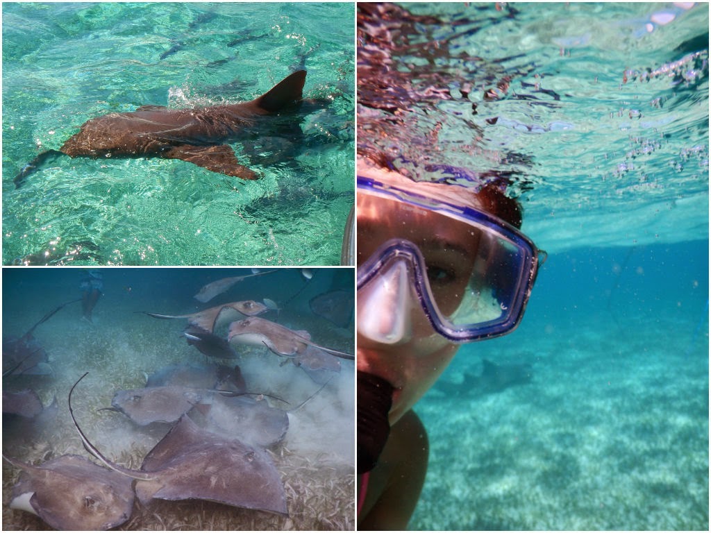 snorkeling san pedro belize