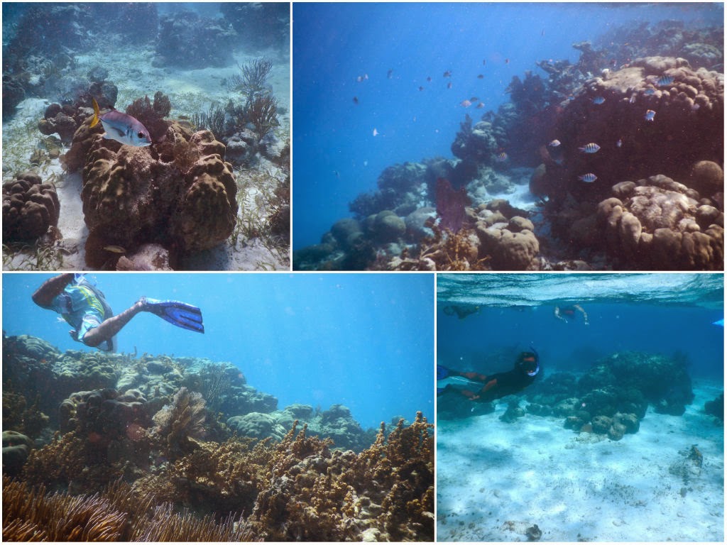 snorkeling san pedro belize