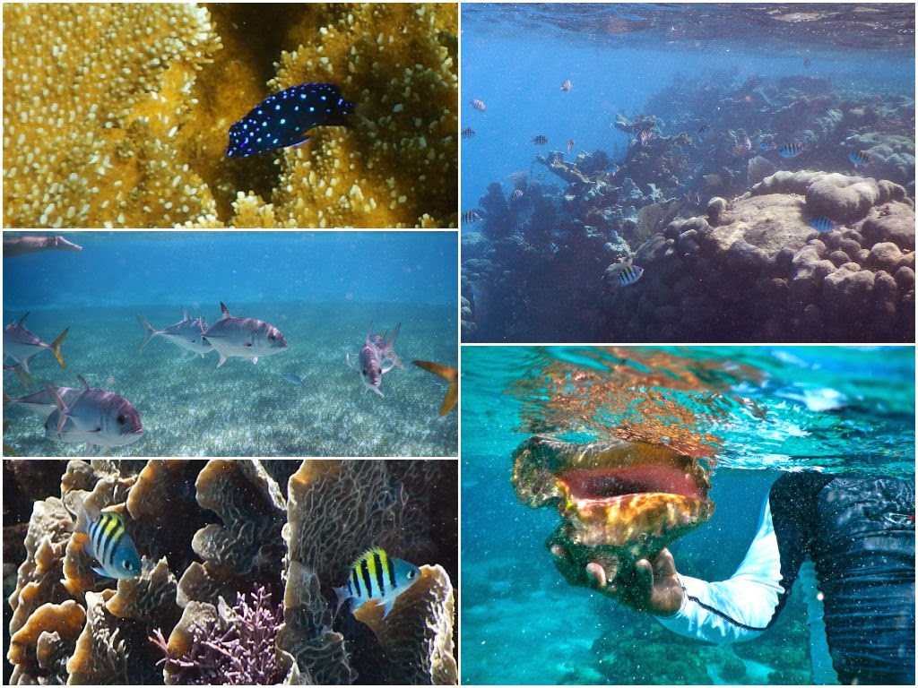 snorkeling san pedro belize