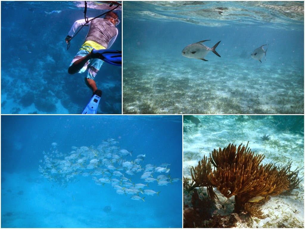 snorkeling san pedro belize