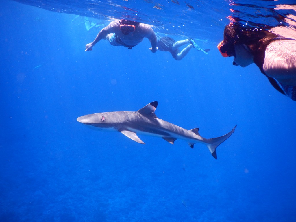 snorkeling with sharks in bora bora