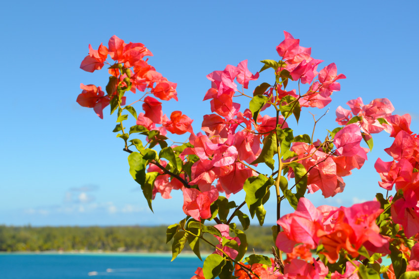 30 Photos Of Blissful Bora Bora That Will Blow Your Mind