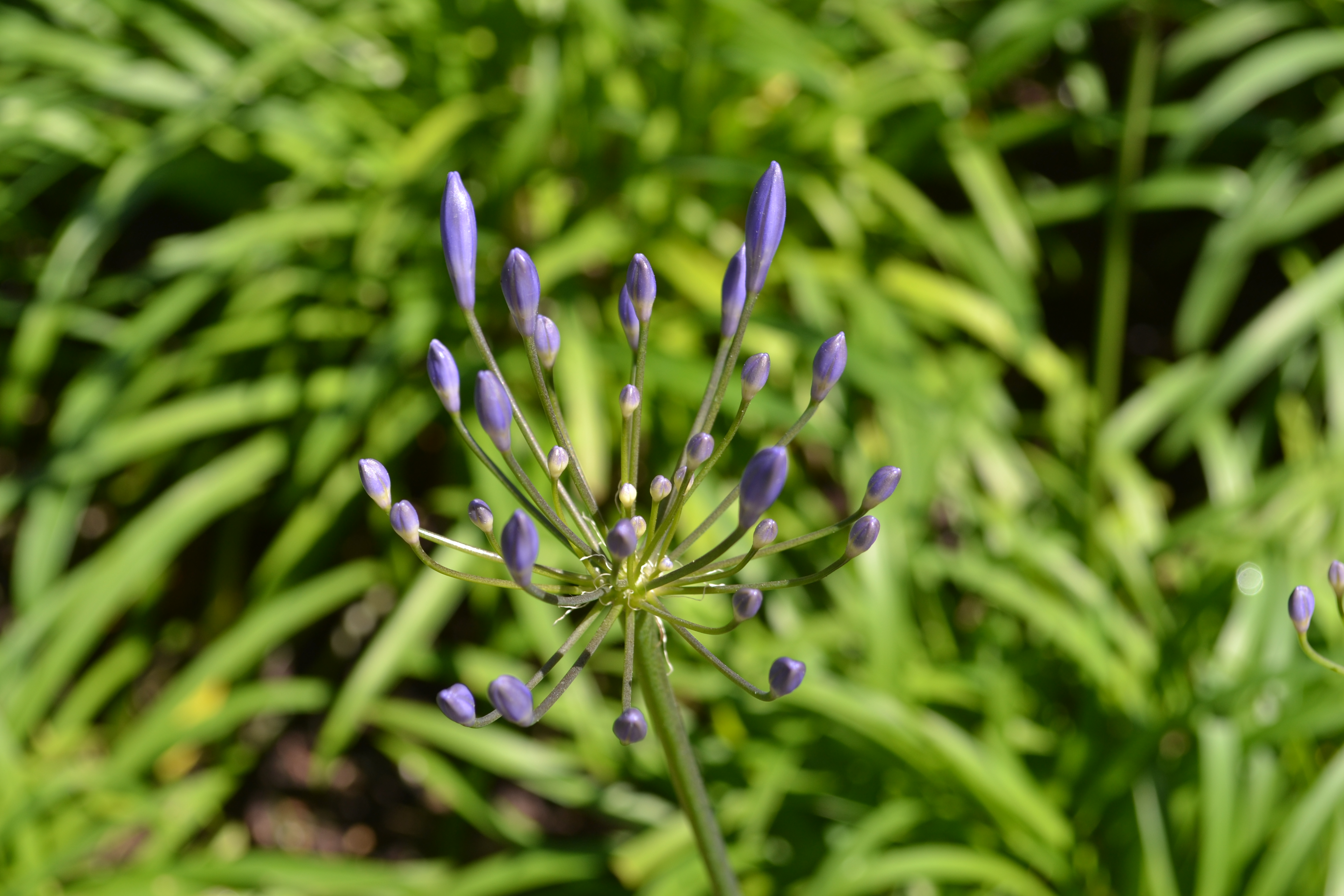 yuerba buena gardens