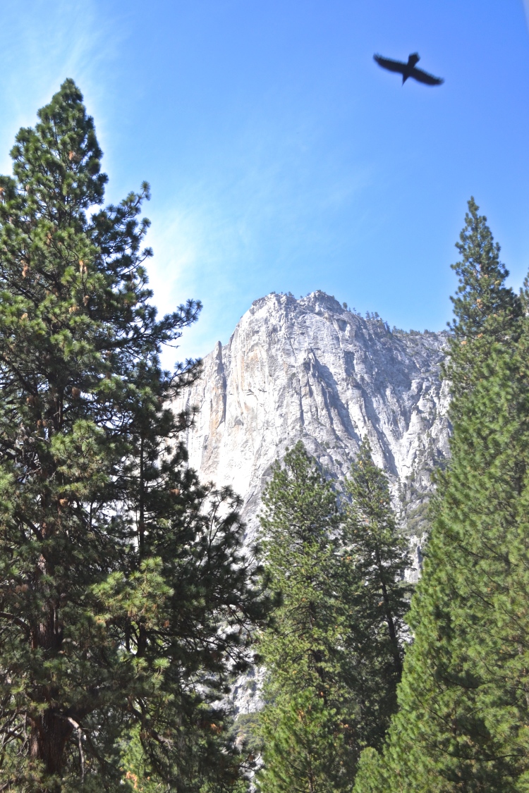 yosemite in one day