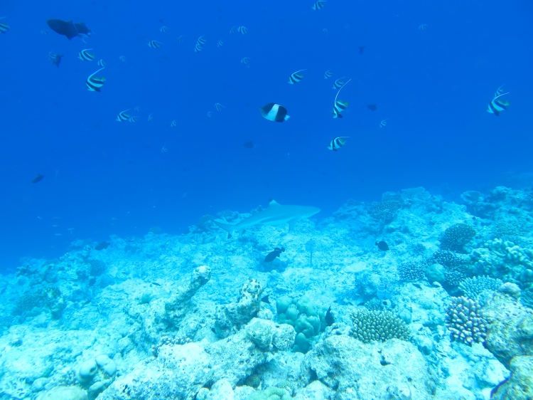 maldives diving