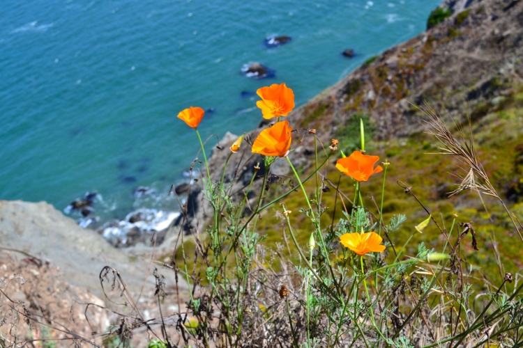 lands end hike san francisco