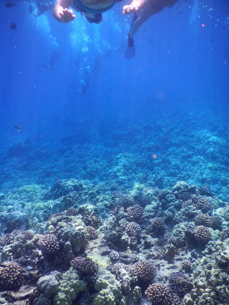 snorkeling at molokini crater maui