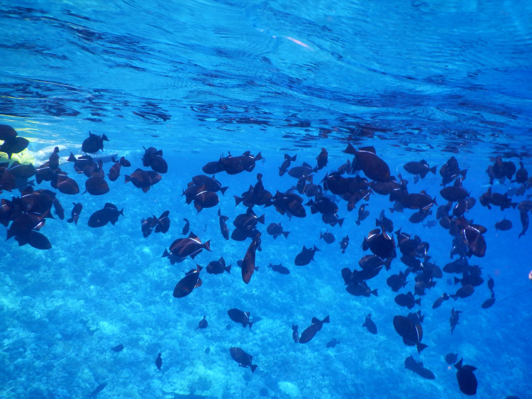 snorkeling at molokini crater maui hawaii