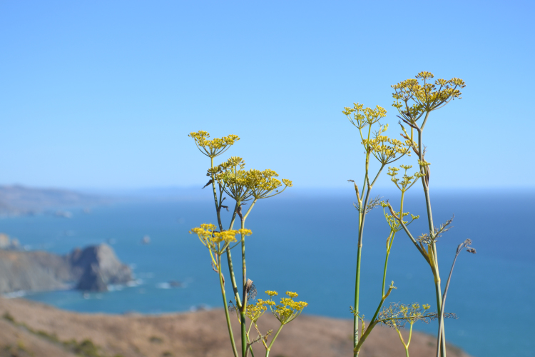 highway 1 PCH flowers california