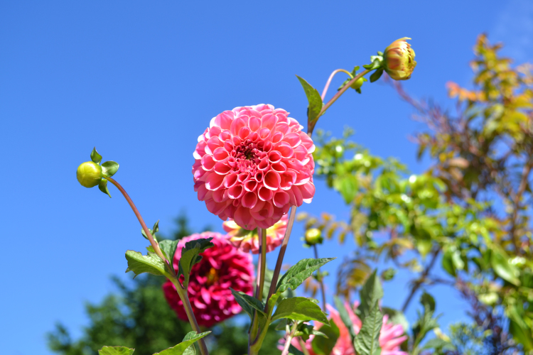 mendocino california botanical gardens