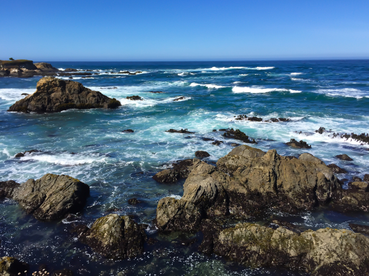 mendocino california botanical gardens