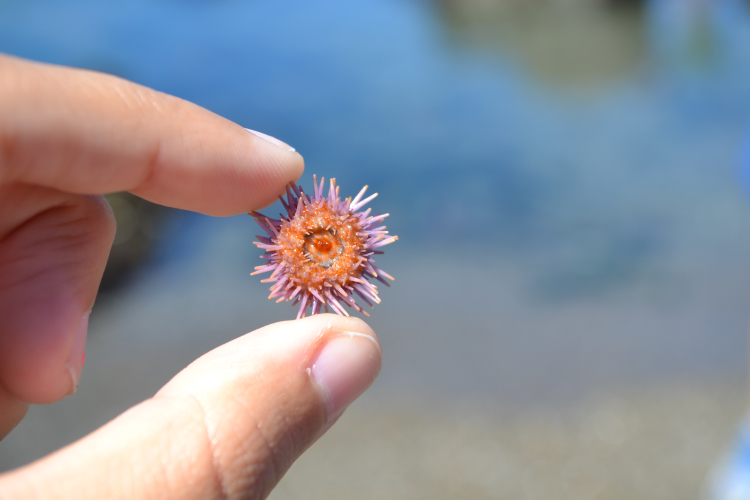 glass beach fort bragg