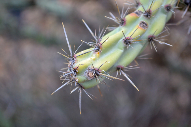 Off Roading in the Sonoran Desert with Pink Jeep Tours >> a fun filled morning in Scottsdale, Arizona | WWW.APASSIONANDAPASSPORT.COM