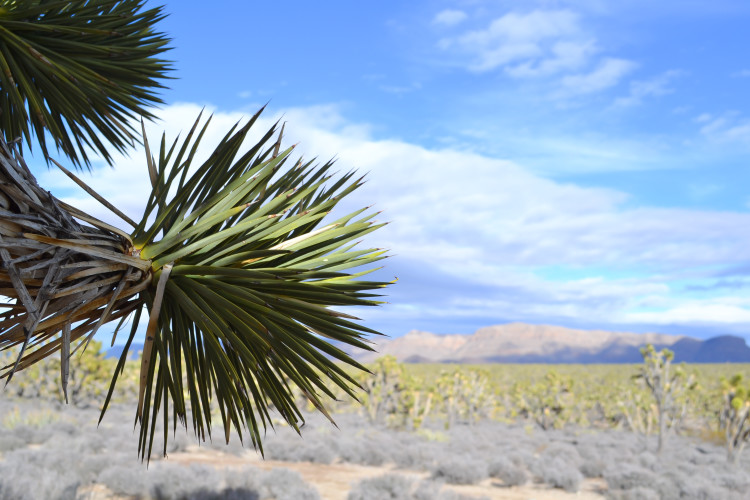 Joshua Trees en route to Grand Canyon West | www.apassionandapassport.com