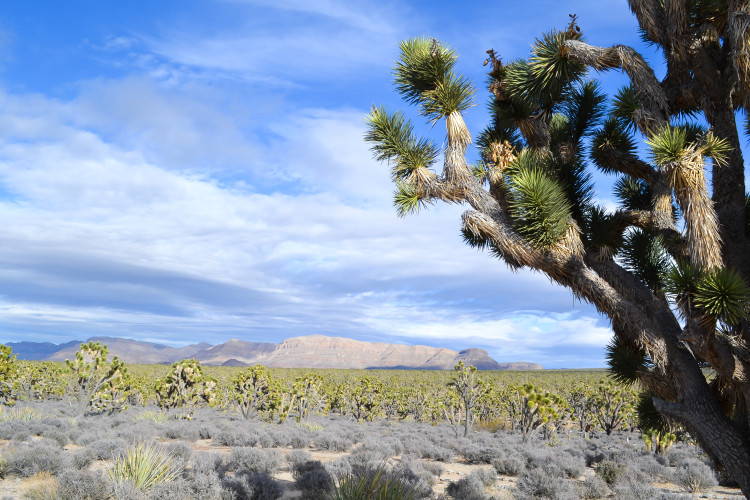 Joshua Trees en route to Grand Canyon West | www.apassionandapassport.com