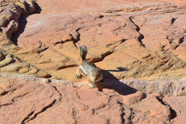 A Day Trip from Las Vegas to Valley of Fire State Park Nevada