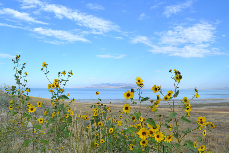 Things to do in Antelope Island State Park 