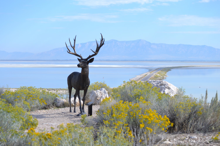 Things to do in Antelope Island State Park 