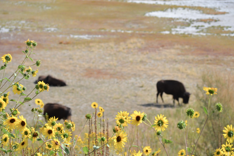 Antelope Island State Park