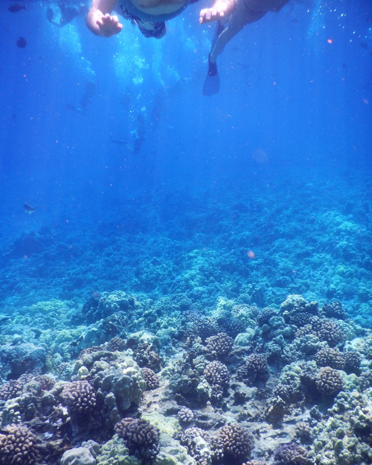 5 QUICK Underwater Photography Tips to Get Better Photos When Snorkeling! | www.apassionandapassport.com