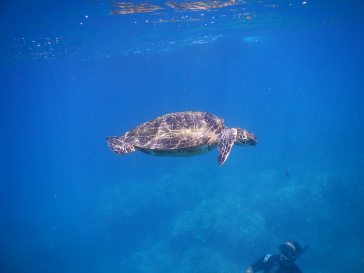 5 QUICK Underwater Photography Tips to Get Better Photos When Snorkeling! | www.apassionandapassport.com