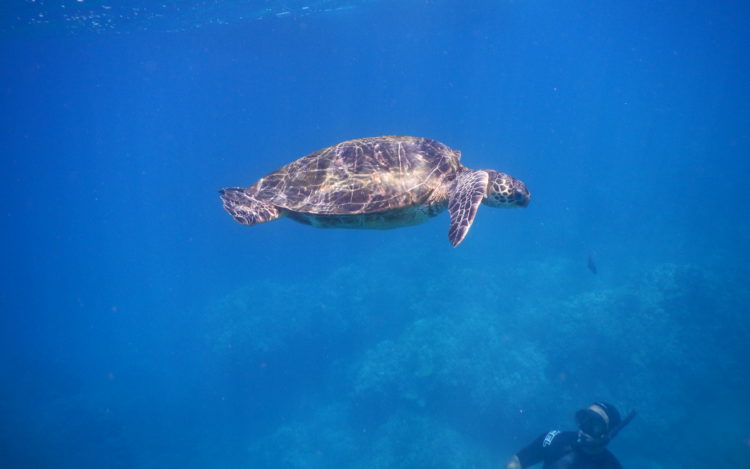 5 QUICK Underwater Photography Tips to Get Better Photos When Snorkeling! | www.apassionandapassport.com