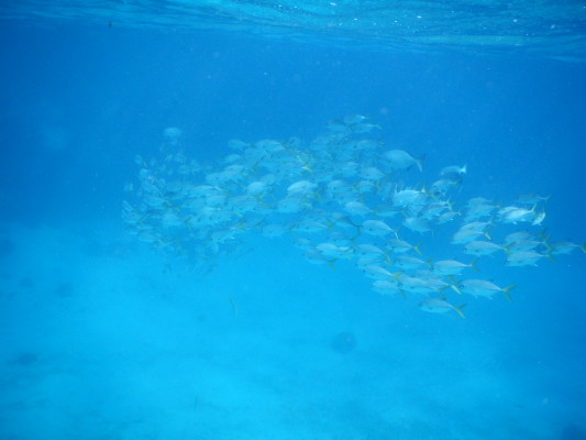 5 QUICK Underwater Photography Tips to Get Better Photos When Snorkeling! | www.apassionandapassport.com