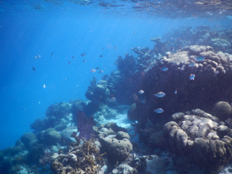 5 QUICK Underwater Photography Tips to Get Better Photos When Snorkeling! | www.apassionandapassport.com