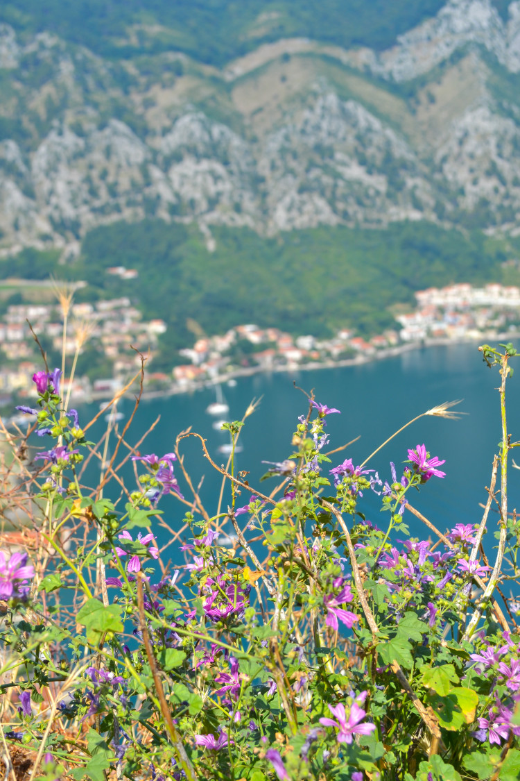 One Day in Kotor Montenegro >> where to get the best views and an itinerary on how to make the most of your day!