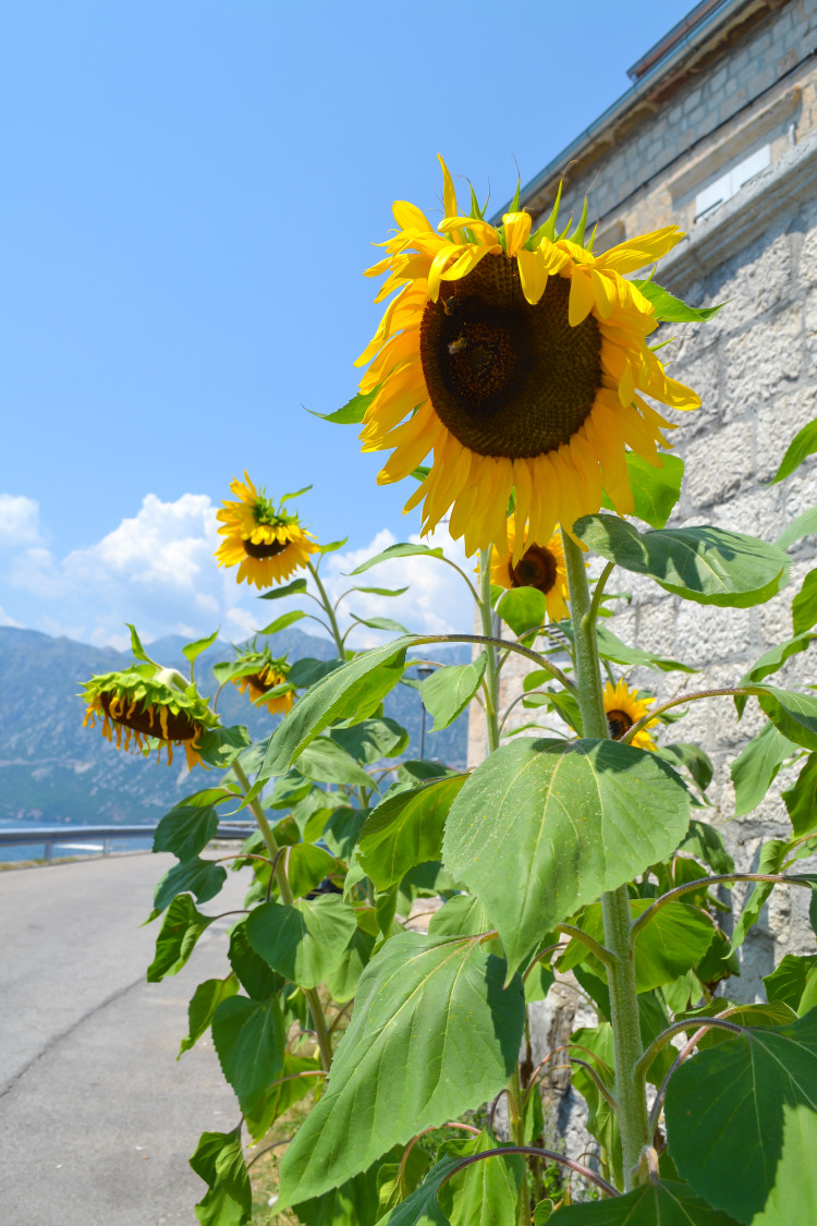 One Day in Kotor Montenegro >> where to get the best views and an itinerary on how to make the most of your day!