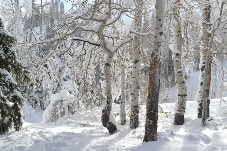 YES! Park City is one of the best winter getaways you can take right here in the states! This place is BEAUTIFUL! Can't wait to go back to Park City, Utah!