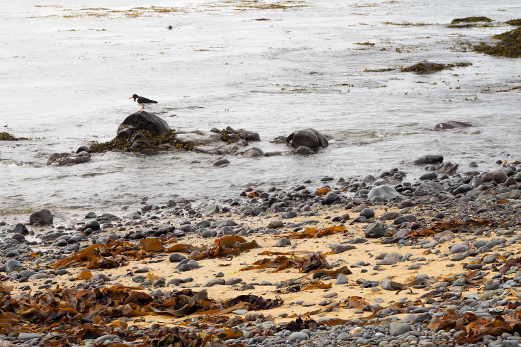 Stops on the Snaefellsness Peninsula Iceland: Seal Colony at Black Sand Beach near Ytri-Tunga Farm