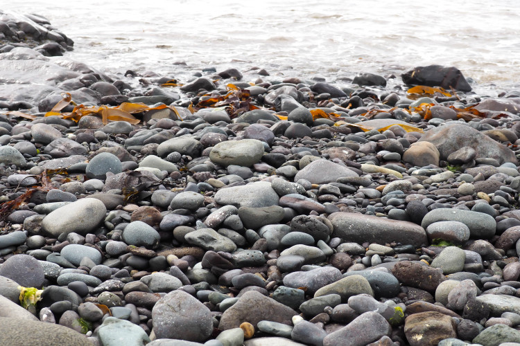 Stops on the Snaefellsness Peninsula Iceland: Seal Colony at Black Sand Beach near Ytri-Tunga Farm