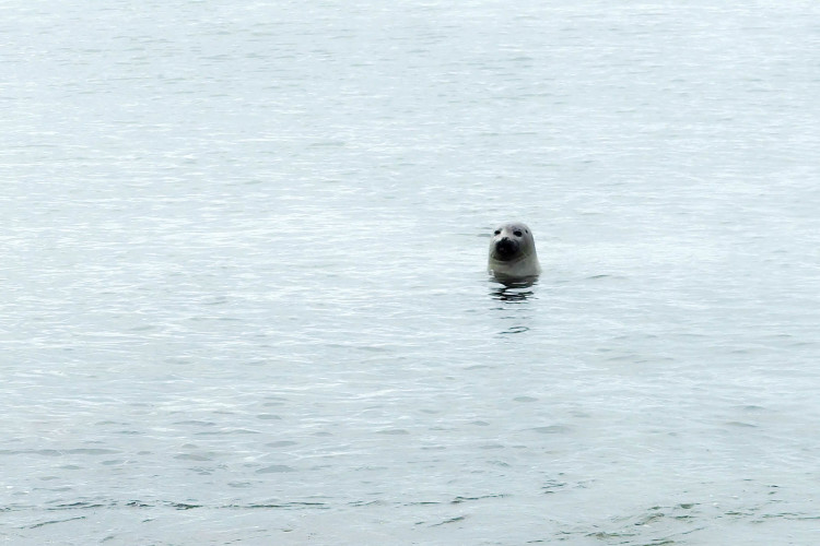 Stops on the Snaefellsness Peninsula Iceland: Seal Colony at Black Sand Beach near Ytri-Tunga Farm