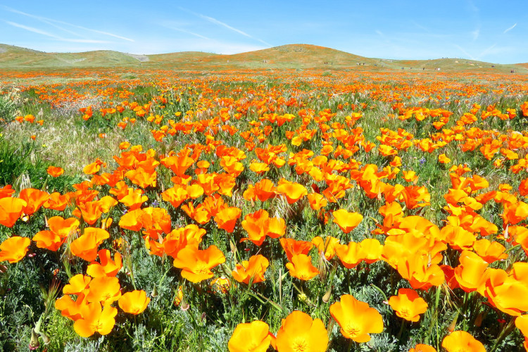 50 Most Beautiful Places to Visit in California - instant itinerary inspiration!