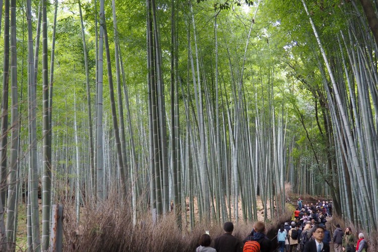 BEST Japan itinerary: How to Make the Most of 10 days in Japan