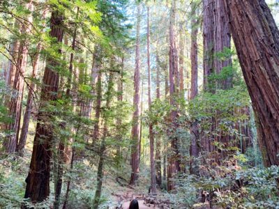 San Francisco to Muir Woods Day Trip: Everything You Need to Know