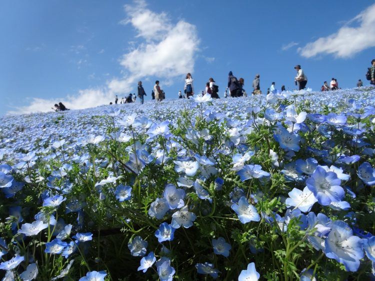 day trips from Tokyo Hitachi Park