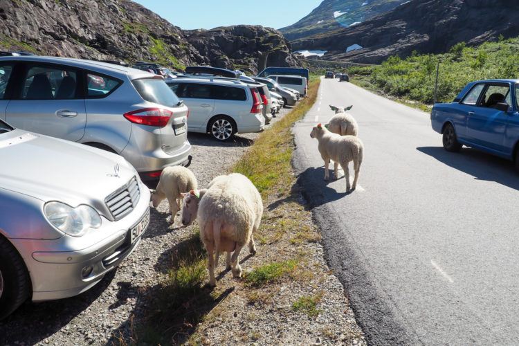 Norway Road Trip Itinerary: All the stops you'll want to make if you've got 10 days in Norway!