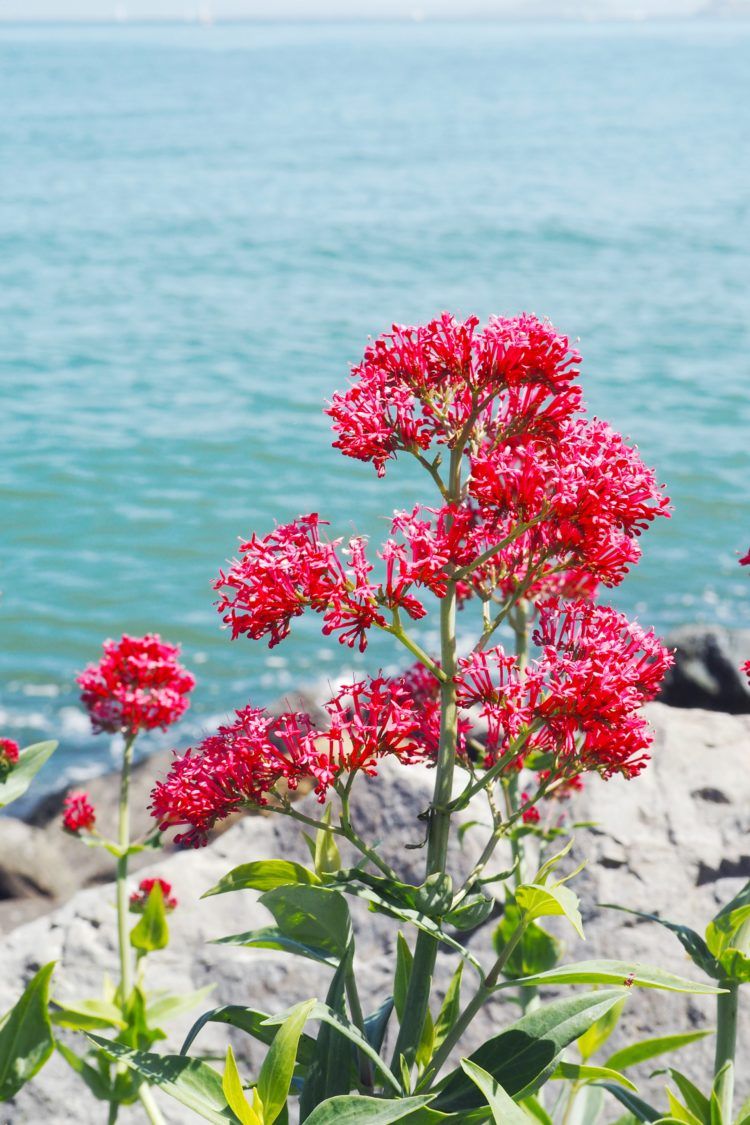 visit sausalito ca