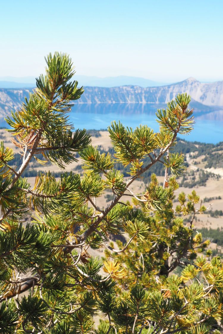 Heading to Oregon and wondering what all the things to do in Crater Lake are?! Click through for the best hikes, best viewpoints, where to stay, and what to eat - exactly what you need to plan your own visit to Crater Lake!