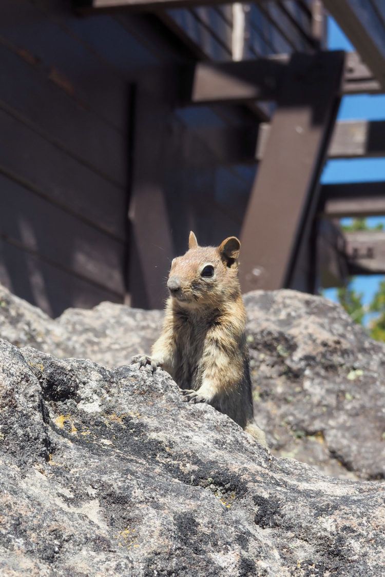 Heading to Oregon and wondering what all the things to do in Crater Lake are?! Click through for the best hikes, best viewpoints, where to stay, and what to eat - exactly what you need to plan your own visit to Crater Lake!